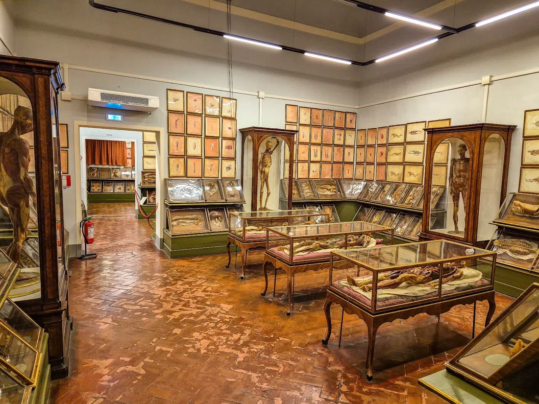 Museo di Storia Naturale – La Specola, Florence