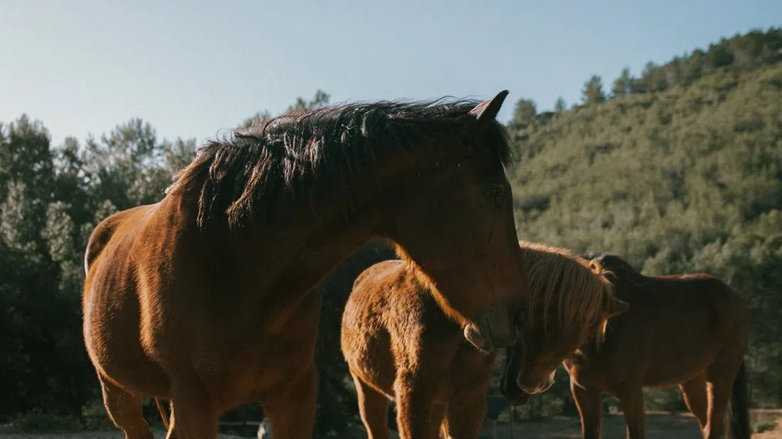 Ibiza Horse Valley, Ibiza