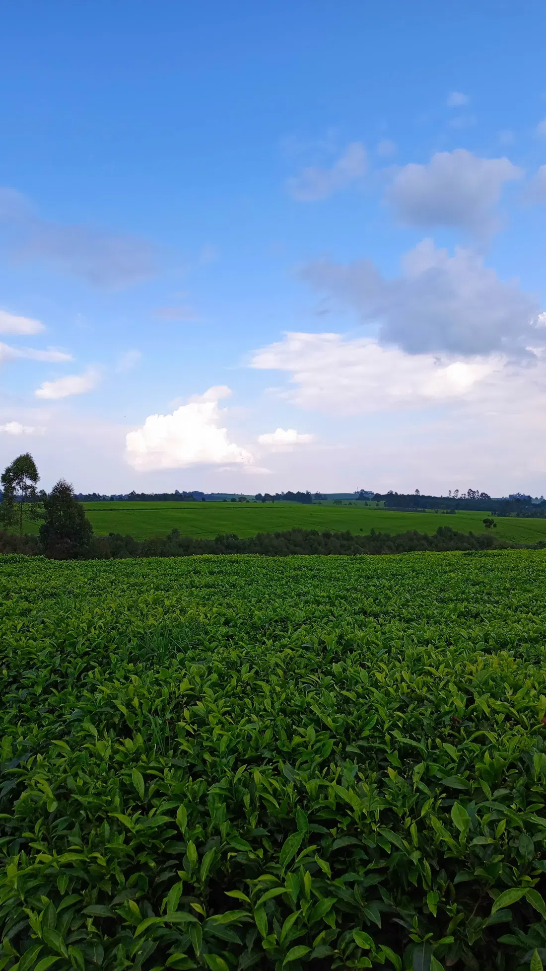 Karai Tea Estate, Nairobi