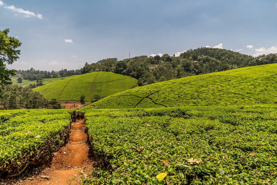 Kiambethu Tea Farm, Nairobi