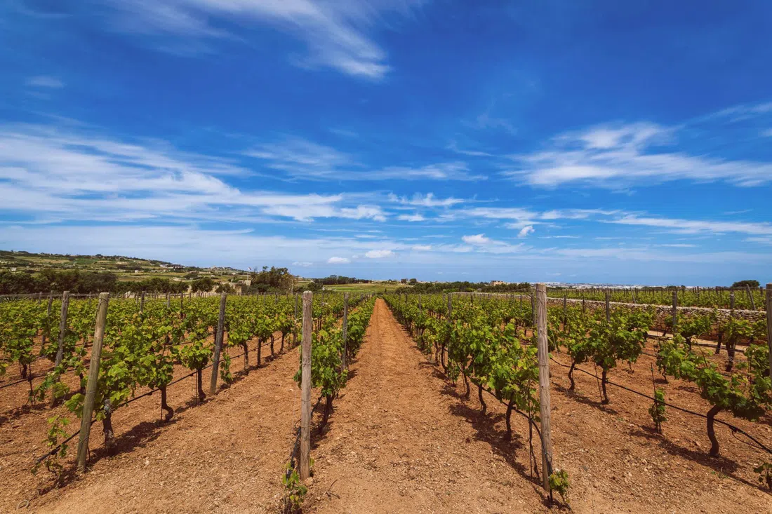 Ta' Betta Wine Estates, St Julian's