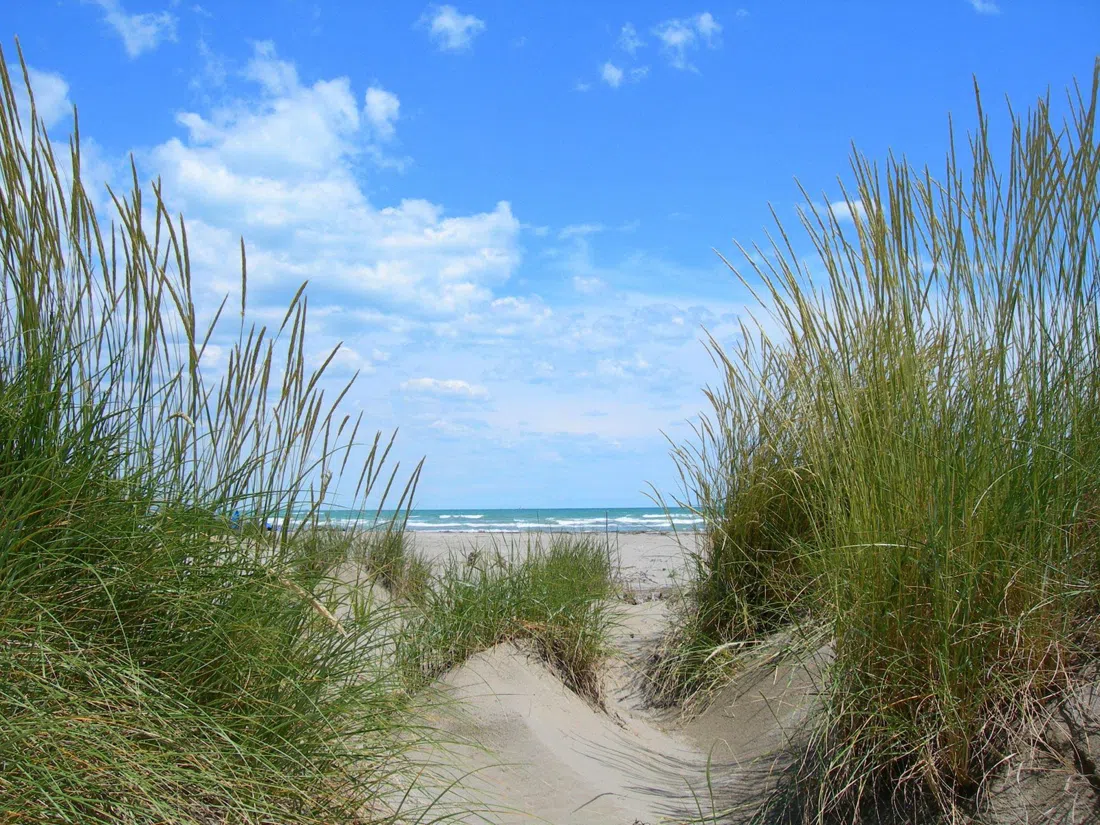 Oasi WWF Dune degli Alberoni, Venice