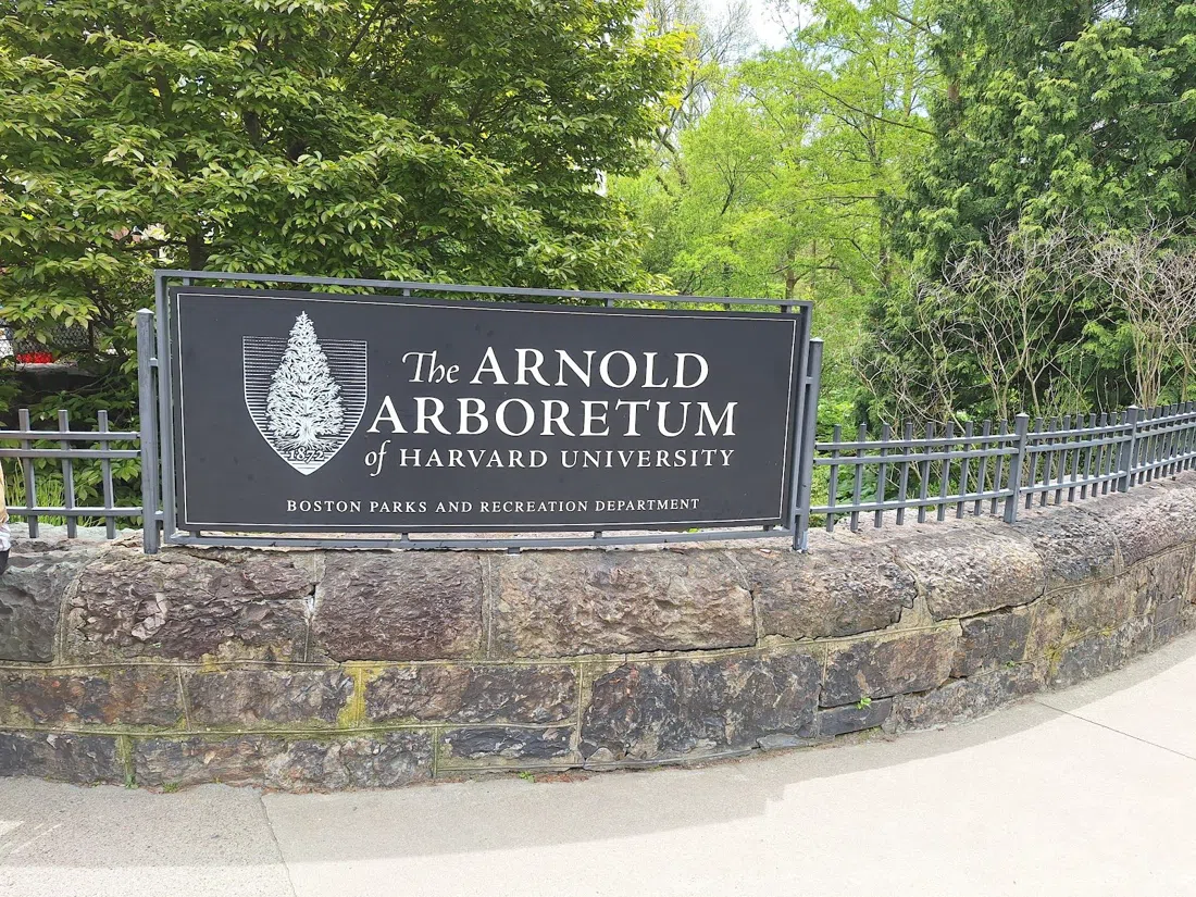 Arnold Arboretum of Harvard University, Boston