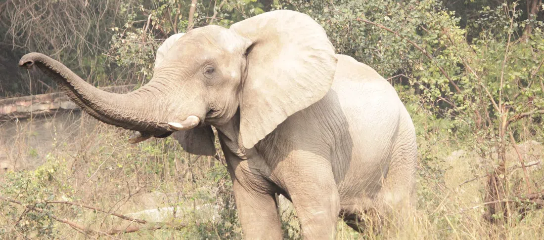 National Zoological Park (Delhi Zoo), Delhi
