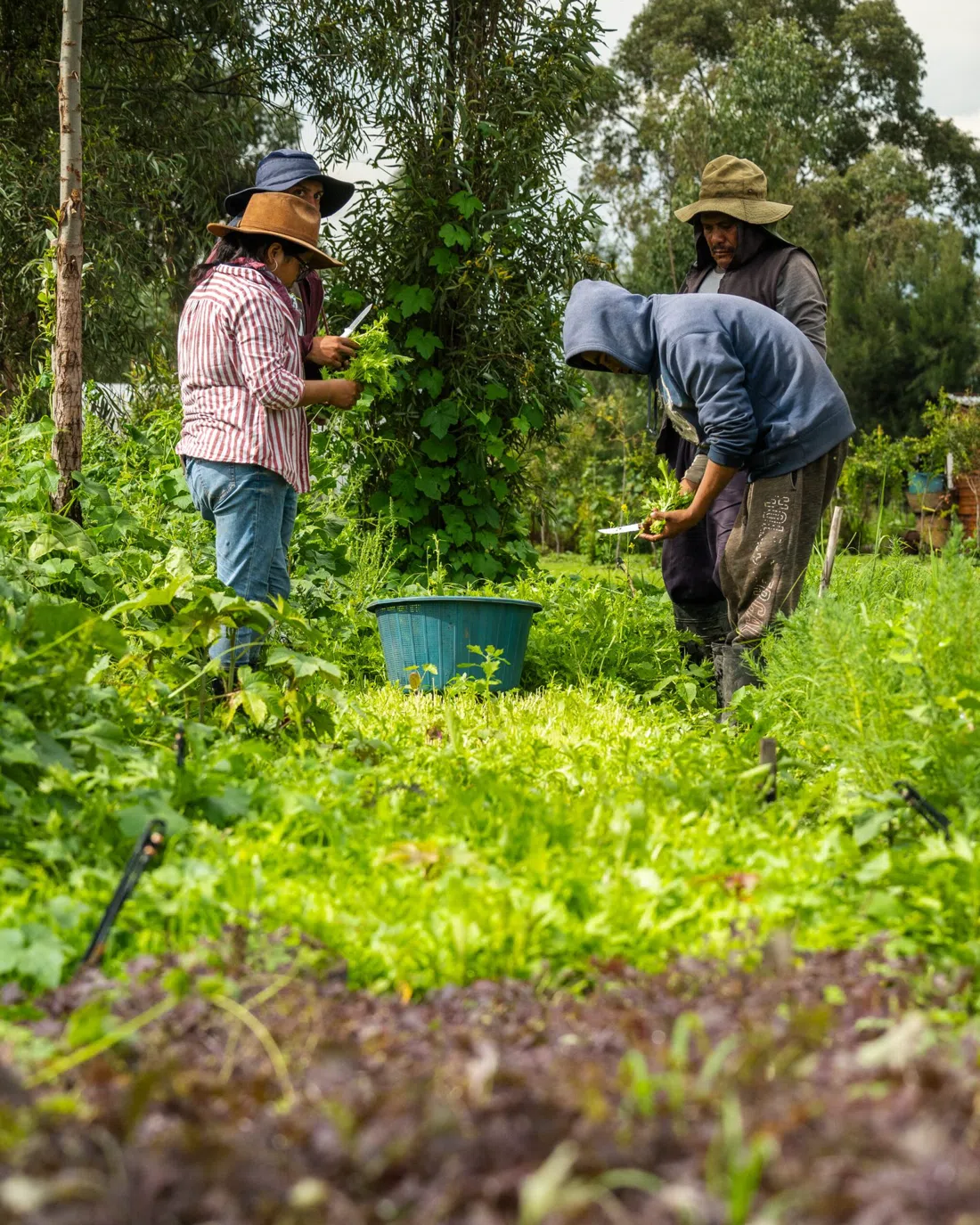 Arca Tierra, Mexico City