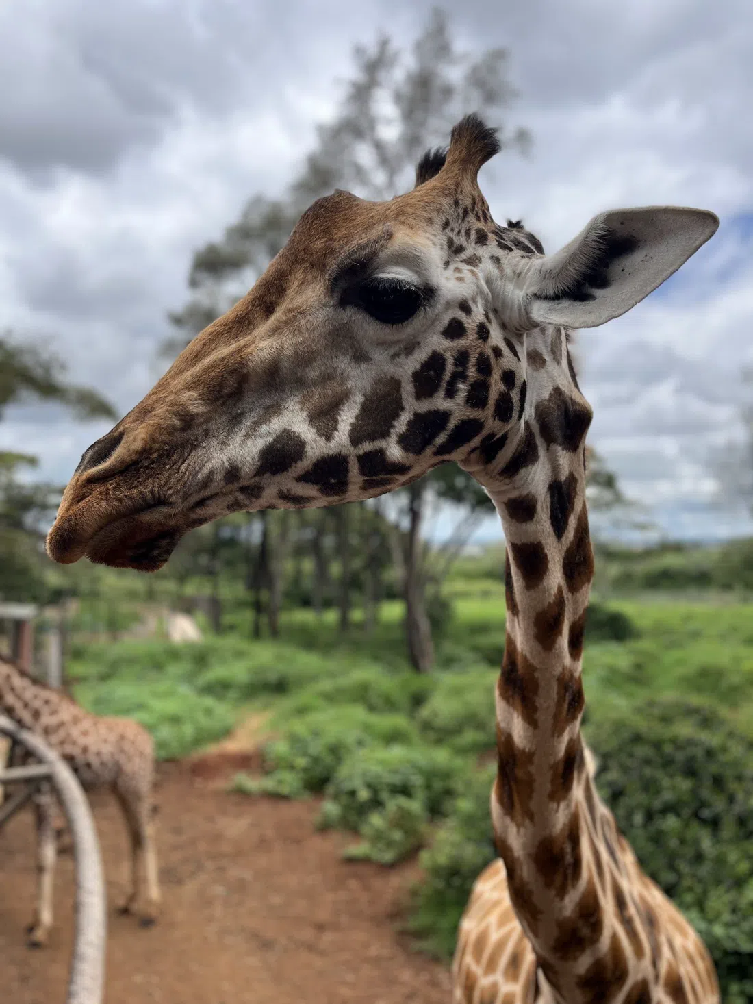 Giraffe Centre (AFEW Kenya), Nairobi