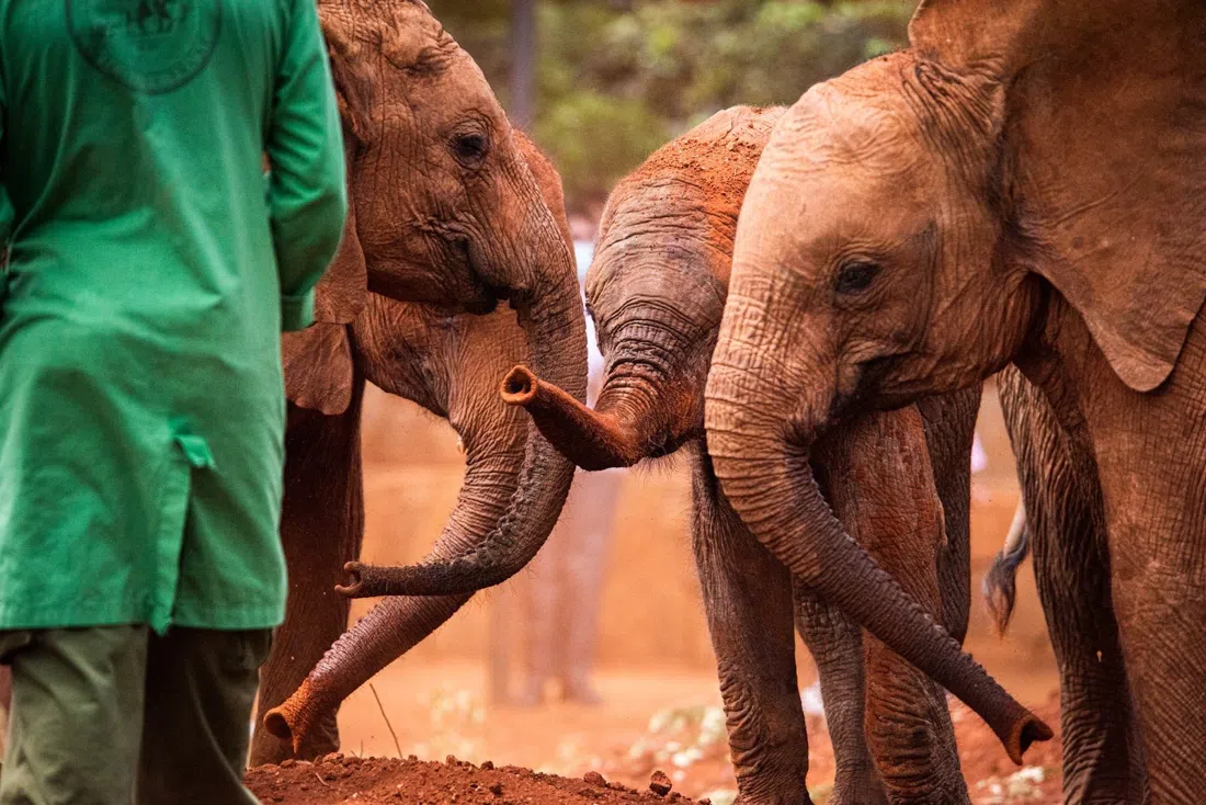 Sheldrick Wildlife Trust Nairobi Nursery, Nairobi