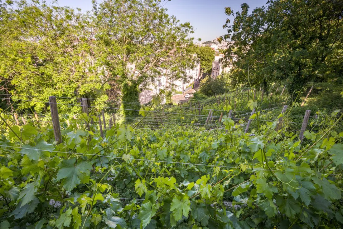 Vignes de la Butte Bergeyre (Clos des Chaufourniers), Paris