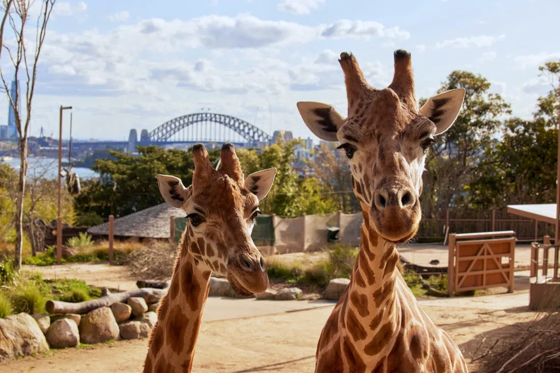 Taronga Zoo Sydney, Sydney