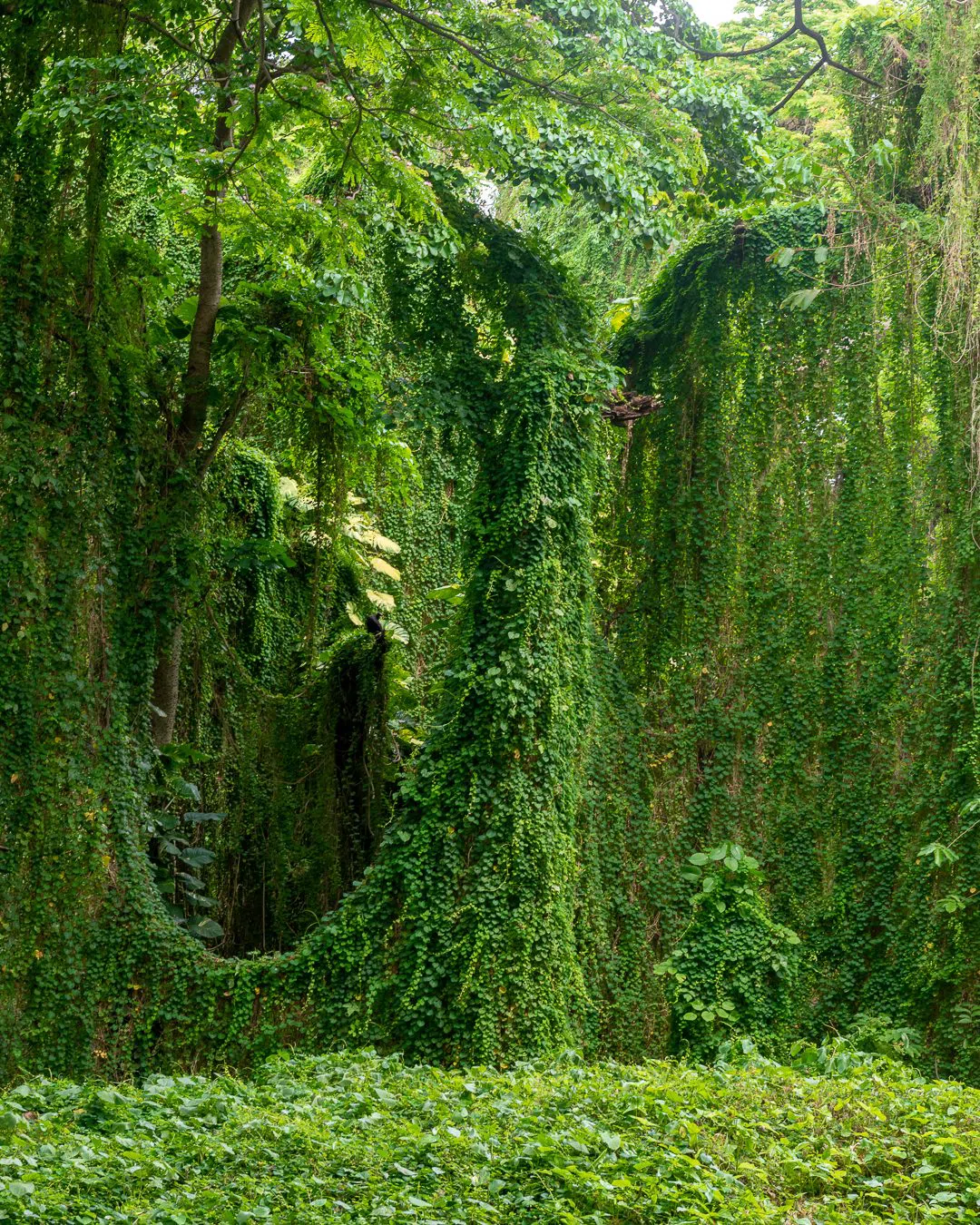 Parque Almendares (Bosque de La Habana), Havana