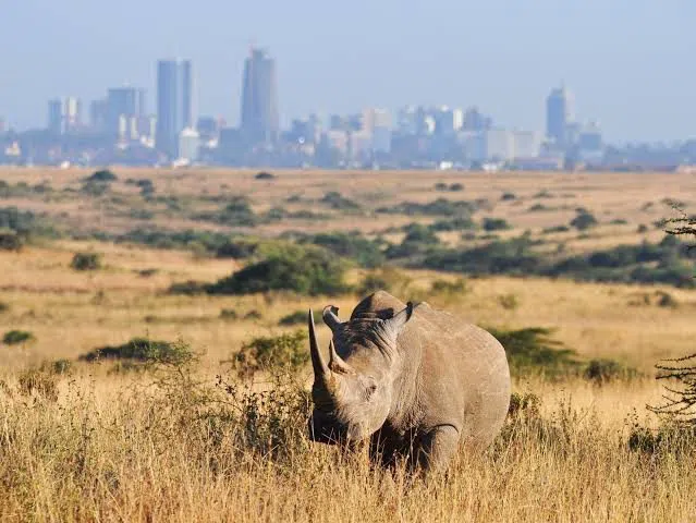 Nairobi National Park, Nairobi